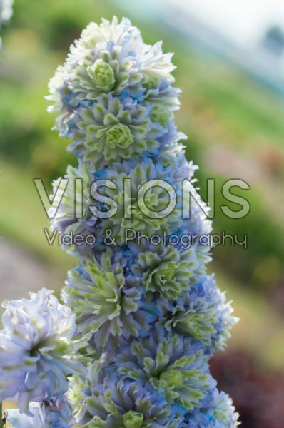 Delphinium Highlander® Crystal Delight