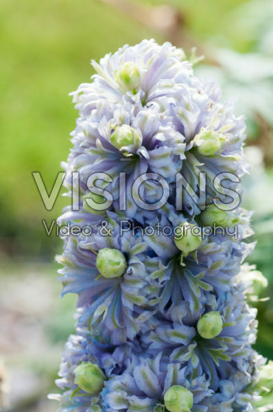 Delphinium Highlander® Crystal Delight