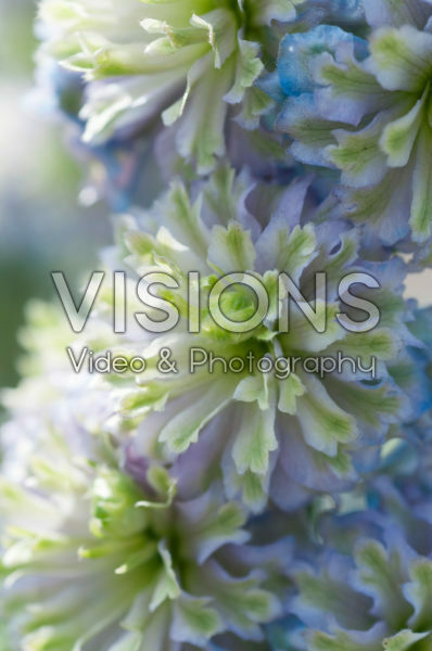 Delphinium Highlander® Crystal Delight Delphinium Highlander® Crystal Delight