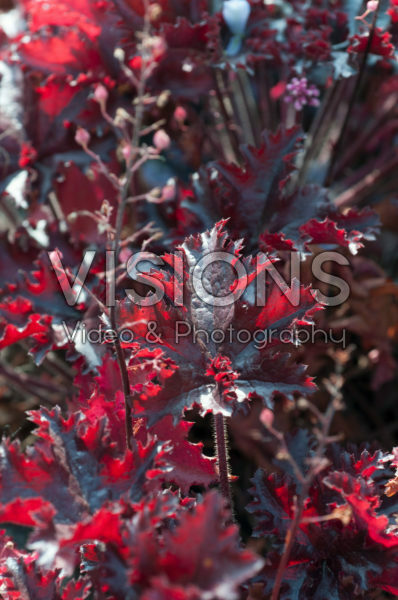 Heuchera Black Taffeta
