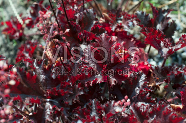 Heuchera Black Taffeta Heuchera Black Taffeta