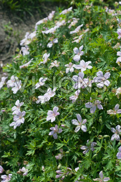 Geranium sanguineum Pink Pouffe Geranium sanguineum Pink Pouffe