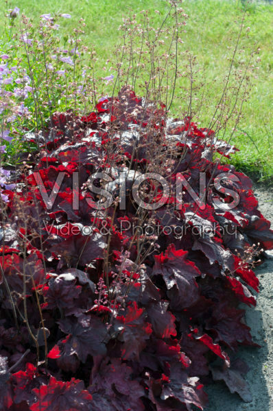 Heuchera Candy Apple Heuchera Candy Apple
