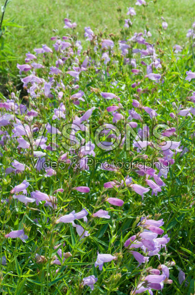 Penstemon Sweet Joanne