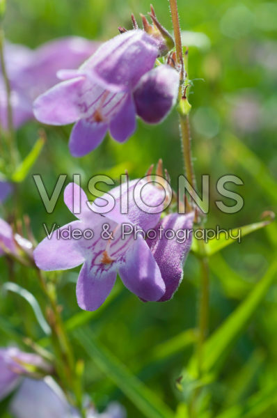 Penstemon Sweet Joanne Penstemon Sweet Joanne