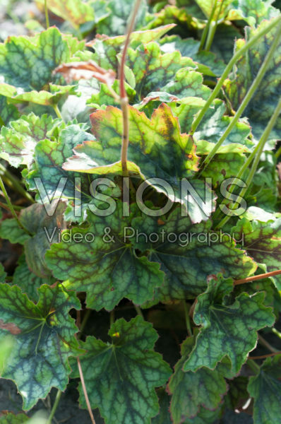 Pelargonium Cocomint