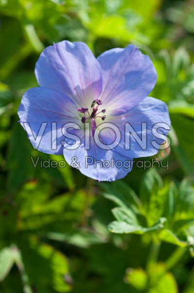 Geranium Happy Buxton Geranium Happy Buxton