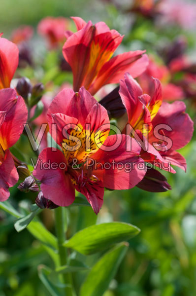 Alstroemeria Majestic Authion Alstroemeria Majestic Authion