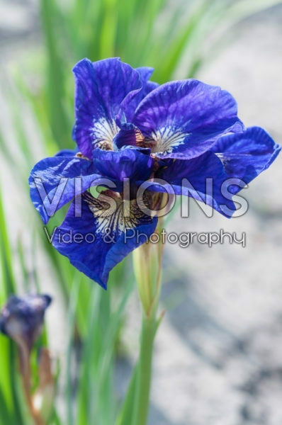 Iris sibirica Kabluey
