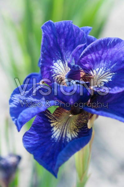 Iris sibirica Kabluey Iris sibirica Kabluey
