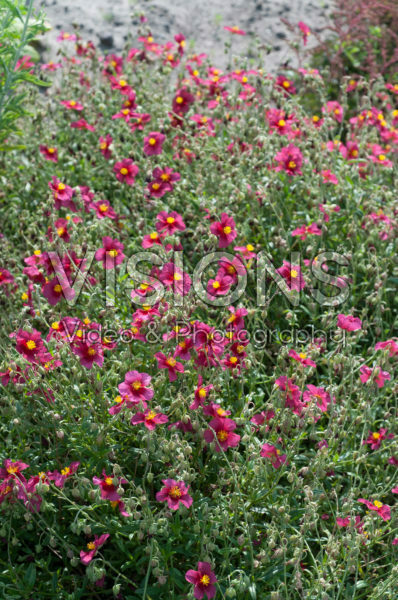 Helianthemum Hartswood Ruby Helianthemum Hartswood Ruby