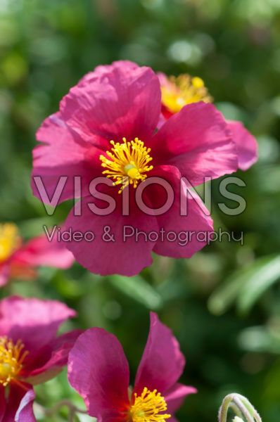 Helianthemum Hartswood Ruby Helianthemum Hartswood Ruby