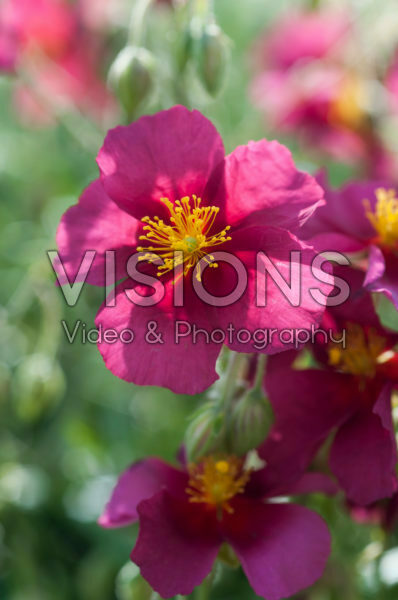 Helianthemum Hartswood Ruby Helianthemum Hartswood Ruby