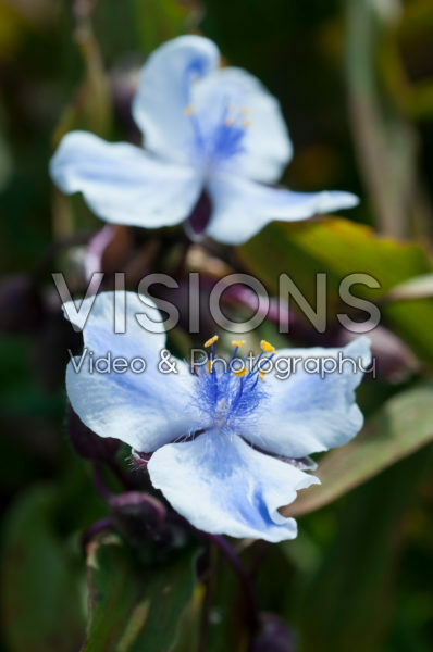 Tradescantia Merlot Clusters Tradescantia Merlot Clusters