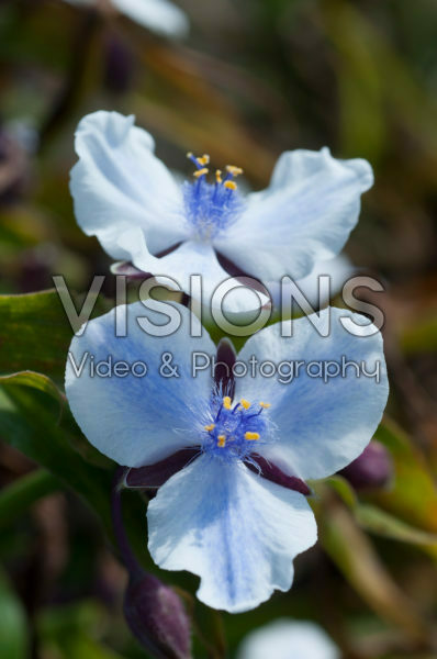 Tradescantia Merlot Clusters Tradescantia Merlot Clusters