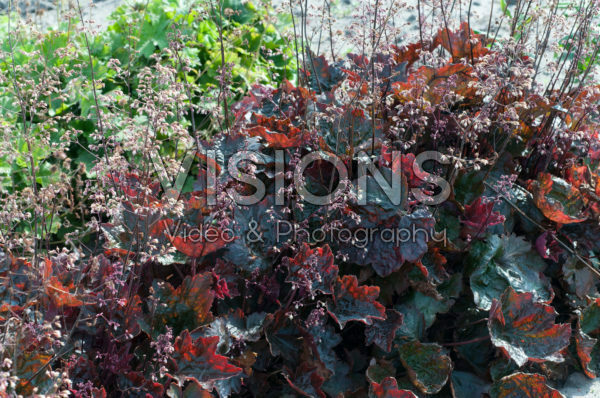 Heuchera Carnival Black Olive Heuchera Carnival Black Olive