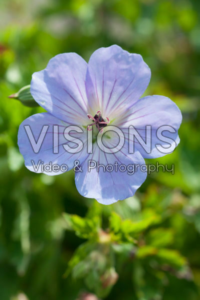 Geranium Azure Rush Geranium Azure Rush