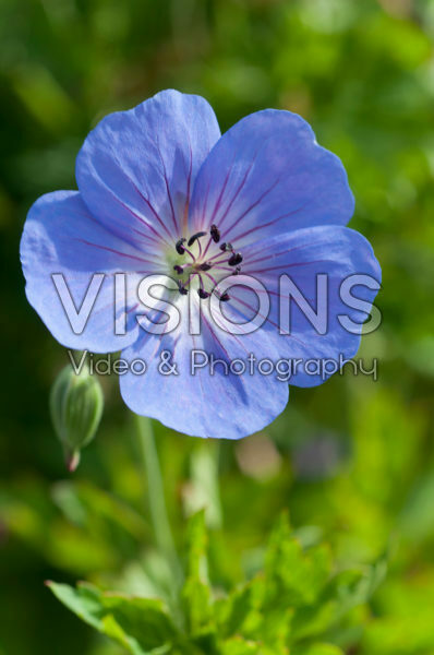 Geranium Rozanne