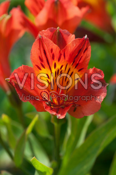 Alstroemeria Majestic Cornille