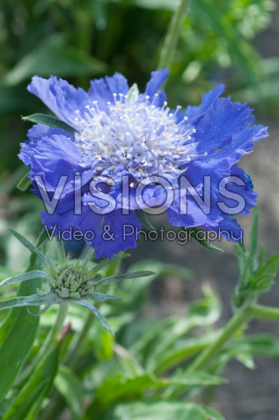 Scabiosa Midnight Moon Scabiosa Midnight Moon