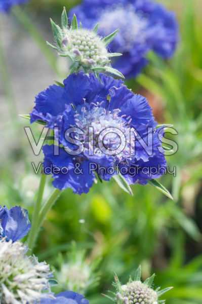 Scabiosa Midnight Moon