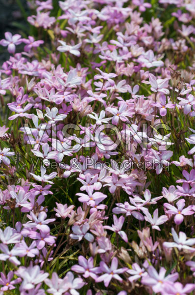 Rhodoxis Summer Stars Pink Blush Rhodoxis Summer Stars Pink Blush