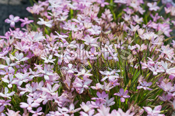 Rhodoxis Summer Stars Pink Blush Rhodoxis Summer Stars Pink Blush