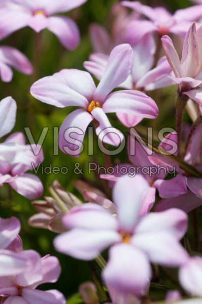 Rhodoxis Summer Stars Pink Blush Rhodoxis Summer Stars Pink Blush