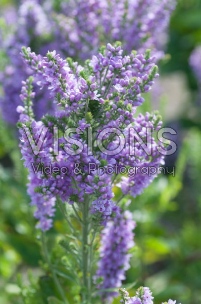 Veronica Abundance Veronica Abundance