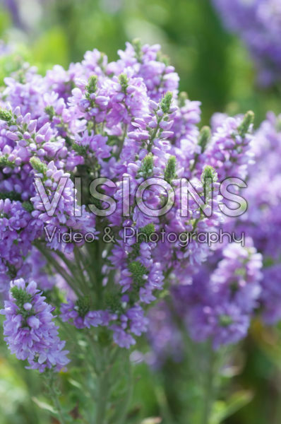 Veronica Abundance Veronica Abundance