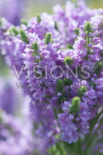 Veronica Abundance Veronica Abundance