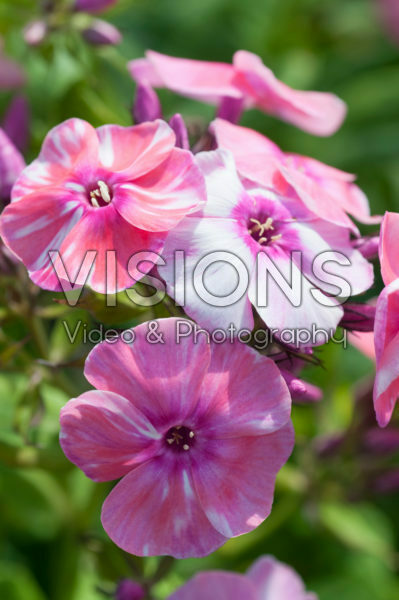 Phlox Freckle Pink Shades Phlox Freckle Pink Shades