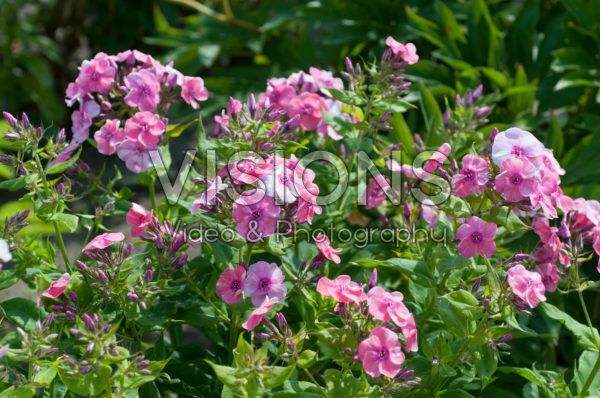 Phlox Freckle Pink Shades Phlox Freckle Pink Shades