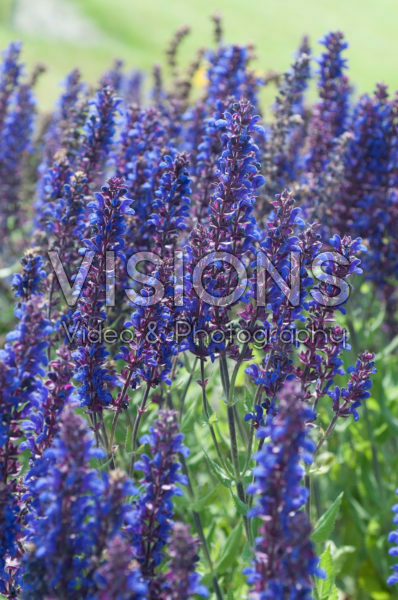 Salvia Sallyrosa Blue Salvia Sallyrosa Blue