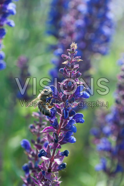 Salvia Sallyrosa Blue Salvia Sallyrosa Blue