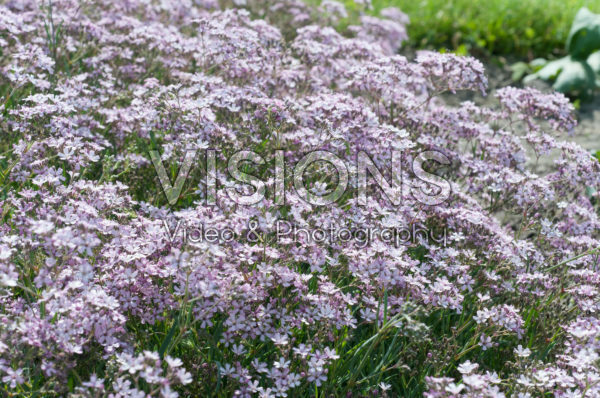 Gypsophila Festival Pink Splash Gypsophila Festival Pink Splash
