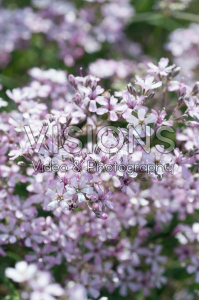 Gypsophila Festival Pink Splash Gypsophila Festival Pink Splash