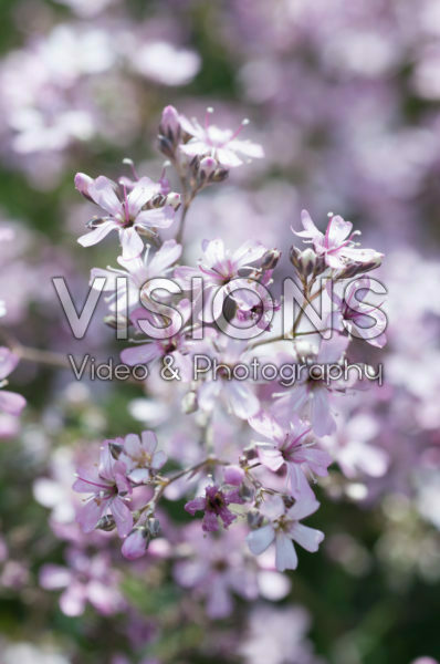 Gypsophila Festival Pink Splash Gypsophila Festival Pink Splash