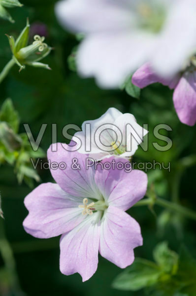 Geranium Dreamland Geranium Dreamland