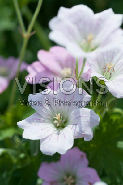 Geranium Dreamland Geranium Dreamland