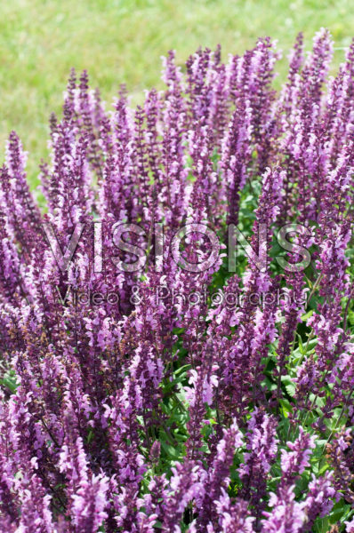 Salvia Sallyrosa Turbo Pink Salvia Sallyrosa Turbo Pink