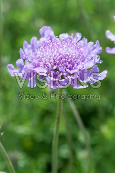 Scabiosa columbaria Flutter Deep Blue Scabiosa columbaria Flutter Deep Blue