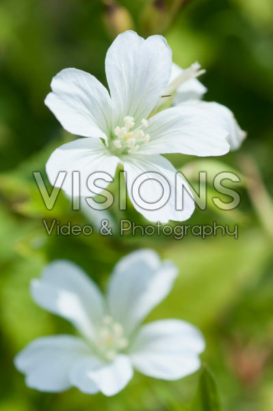 Geranium nodosum Silverwood Geranium nodosum Silverwood