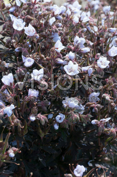Geranium pratense Black 'n White Army