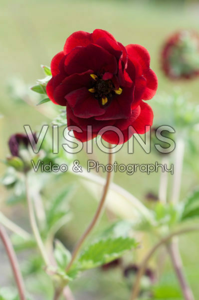 Potentilla Vulcan Potentilla Vulcan
