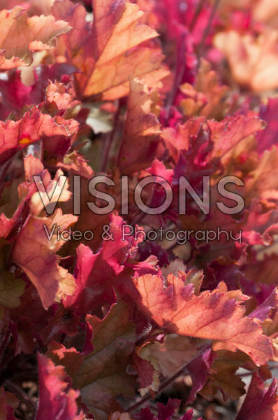 Heuchera Marmalade Heuchera Marmalade