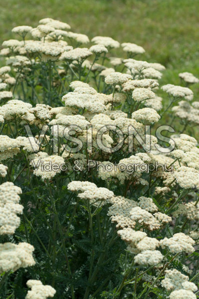 Achillea Moon Dust