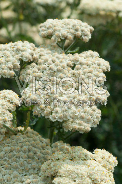 Achillea Moon Dust Achillea Moon Dust