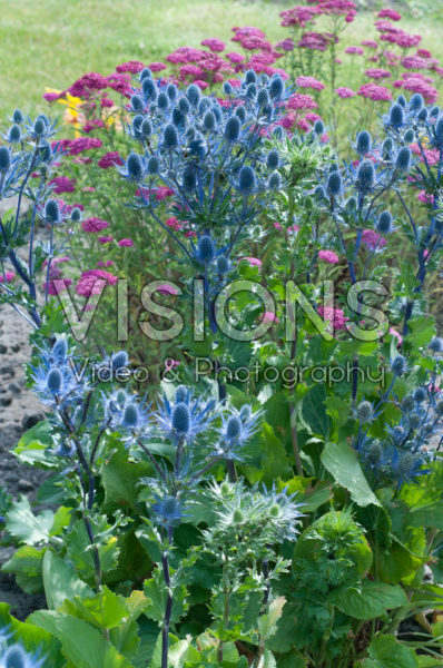 Eryngium Magical Blue Lagoon Eryngium Magical Blue Lagoon