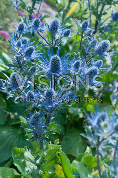 Eryngium Magical Blue Lagoon Eryngium Magical Blue Lagoon